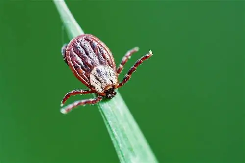 Ты собираешься в лес? Не бери трубку. Смартфоны привлекают клещей