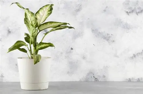 Диффенбахия