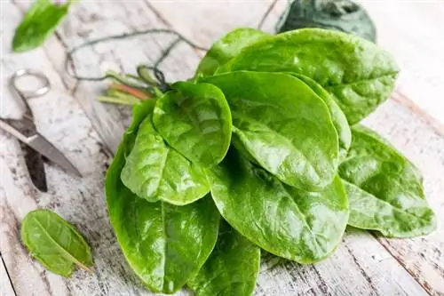 SORrel - питательные свойства. Рецепт супа из щавеля