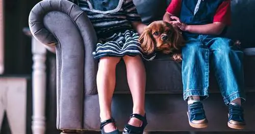 Карта штата с собакой, которую ваш ребенок, скорее всего, хочет