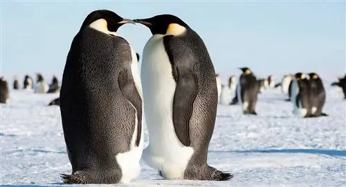 пара императорских пингвинов
