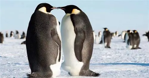 Лучшие родительские пары в животном мире