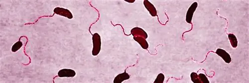 возрасты и этапы