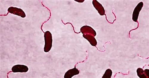 Как ранняя лихорадка и контакт с бактериями укрепляют иммунную систему ребенка