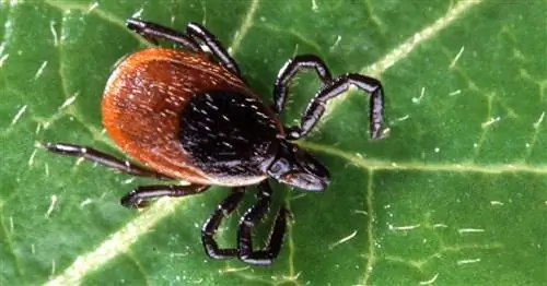 Переносимая клещами болезнь, которая может быть хуже, чем болезнь Лайма