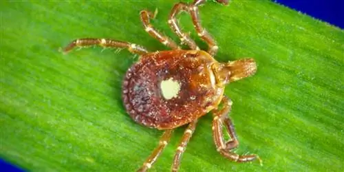 одинокая звездочка