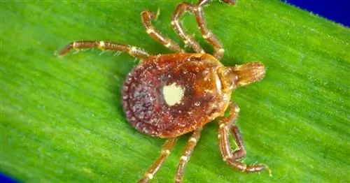 Как одинокая звездочка может превратить вас в вегетарианца