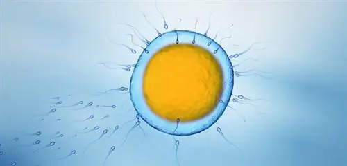 сперма оплодотворяет яйцеклетку