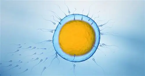 Обвините моногамию в мужском бесплодии