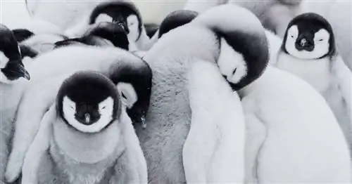 Лучшие детские научно-популярные документальные фильмы марта