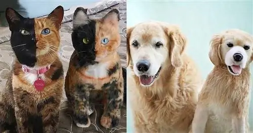 Обнимашки-клоны - это мягкие версии ваших домашних питомцев