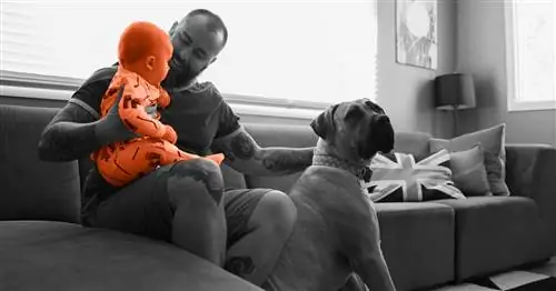 Как познакомить новорожденного с собакой