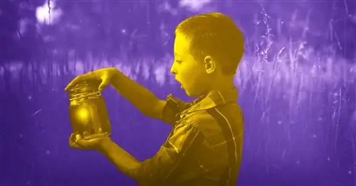 Как найти и поймать светлячков, по словам эксперта по светлячкам