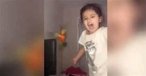 Эта девочка научила свою птицу атаковать врагов