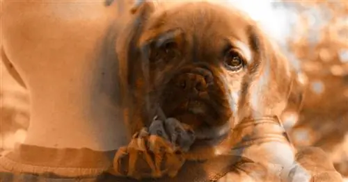 Наука подтверждает, что ваш пес делает «глаза щенка» специально для вас