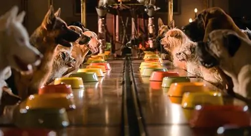 отель для собак кадр из фильма