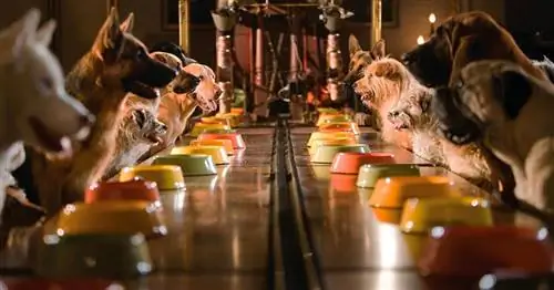 7 лучших пород собак для семей с маленькими детьми