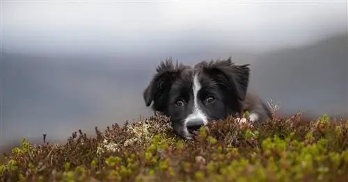 Щенков воспитывать труднее, чем младенцев