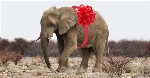 Подарки, которые возвращают: 10 благотворительных пожертвований, которые делают отличные подарки