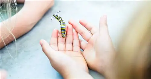 3 жука, которых дети могут легко поймать и вырастить в качестве домашних животных