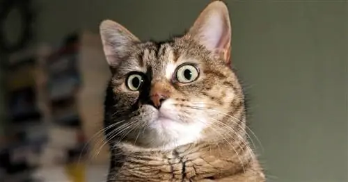 Новое исследование доказывает, что кошки могут заразиться COVID-19