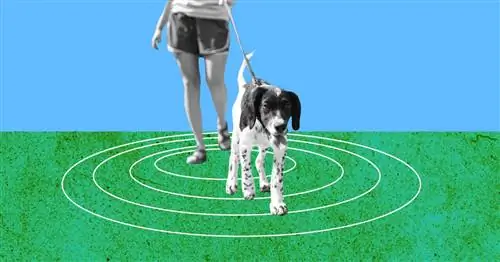 Как безопасно выгуливать собаку во время пандемии коронавируса