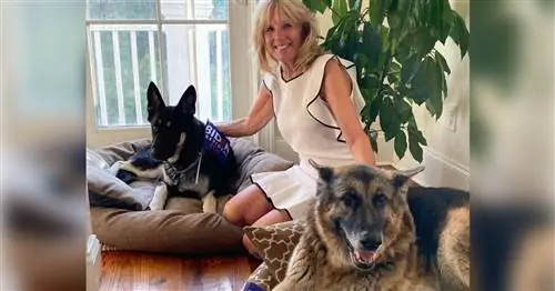 Вот как смотреть специальный выпуск президентских питомцев Nickelodeon