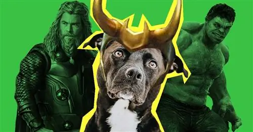 Собака по кличке Локи? Вот самые популярные имена домашних животных, вдохновленные Marvel