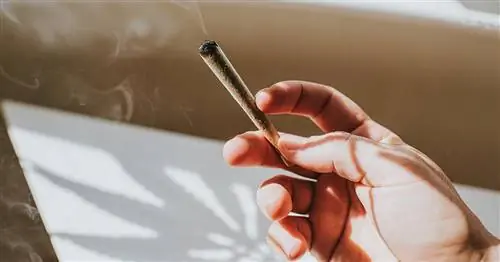 рука держит сустав