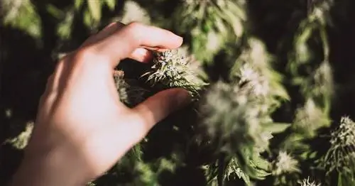 Indica против Sativa и не только: лучшие сорта сорняков для родителей