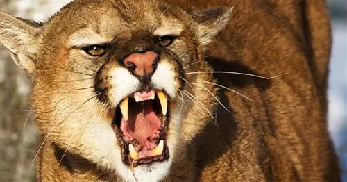 Мама безжалостно бьет льва, который протащил ее ребенка на 45 метров