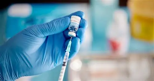 Рука в перчатке держит дозу вакцины