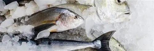 Когда детям можно есть рыбу?