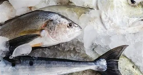 Когда детям можно есть рыбу и какую рыбу давать им