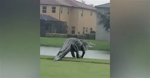 Огромный аллигатор гуляет по полю для гольфа в Тампе