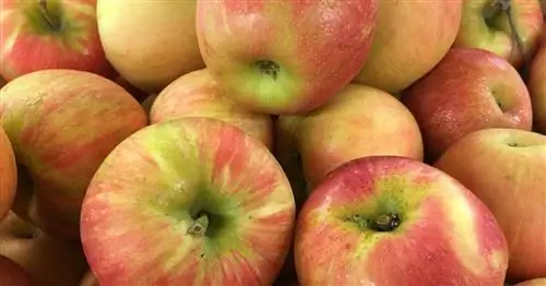 Тонны яблок отзываются из-за заражения листерией