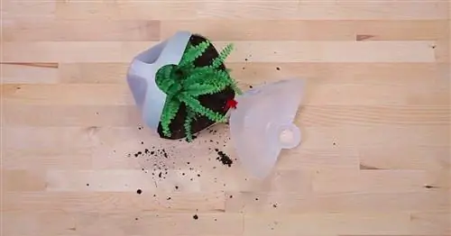 Эта теплица из кувшина для молока своими руками даст вашему растению дом всего за несколько минут