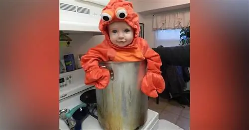 Вирусное фото детского костюма лобстера на Хэллоуин вызвало ожесточенные споры