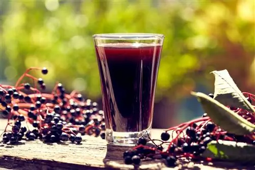 Шот сиропа бузины с ягодами бузины, окружающими его.