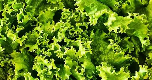 Предупреждение: 9 брендов упакованных наборов салатов отозваны из-за листерии: что нужно знать