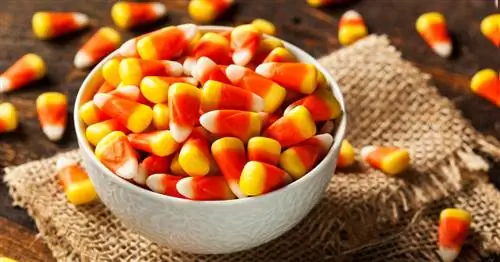 Как правильно есть сахарную кукурузу? Некоторые ответы помешаны