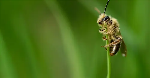 нельзя косить