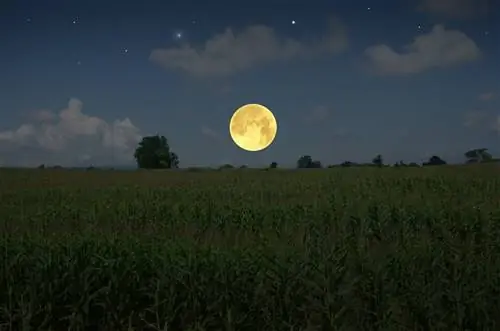 Красивое полнолуние над кукурузным полем вечером