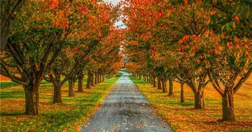 Эти карты точно показывают, когда в вашем штате начинается пик осенней листвы