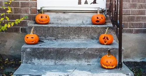 4 способа избавиться от хэллоуинской тыквы (помимо свалки)