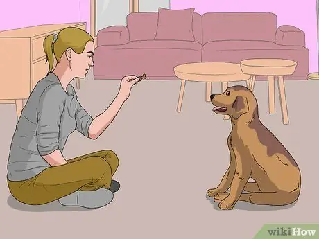 Собака сядет, шаг 9