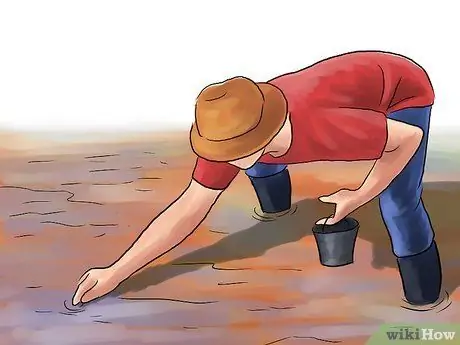 Выращивание риса, шаг 4