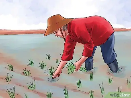 Выращивание риса, шаг 7