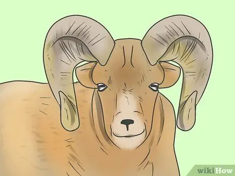 Сделайте шофар, шаг 2