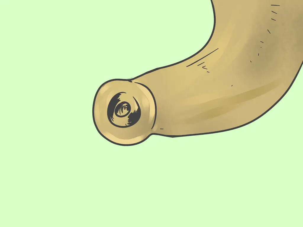 Как сделать шофар: 8 шагов (с картинками)